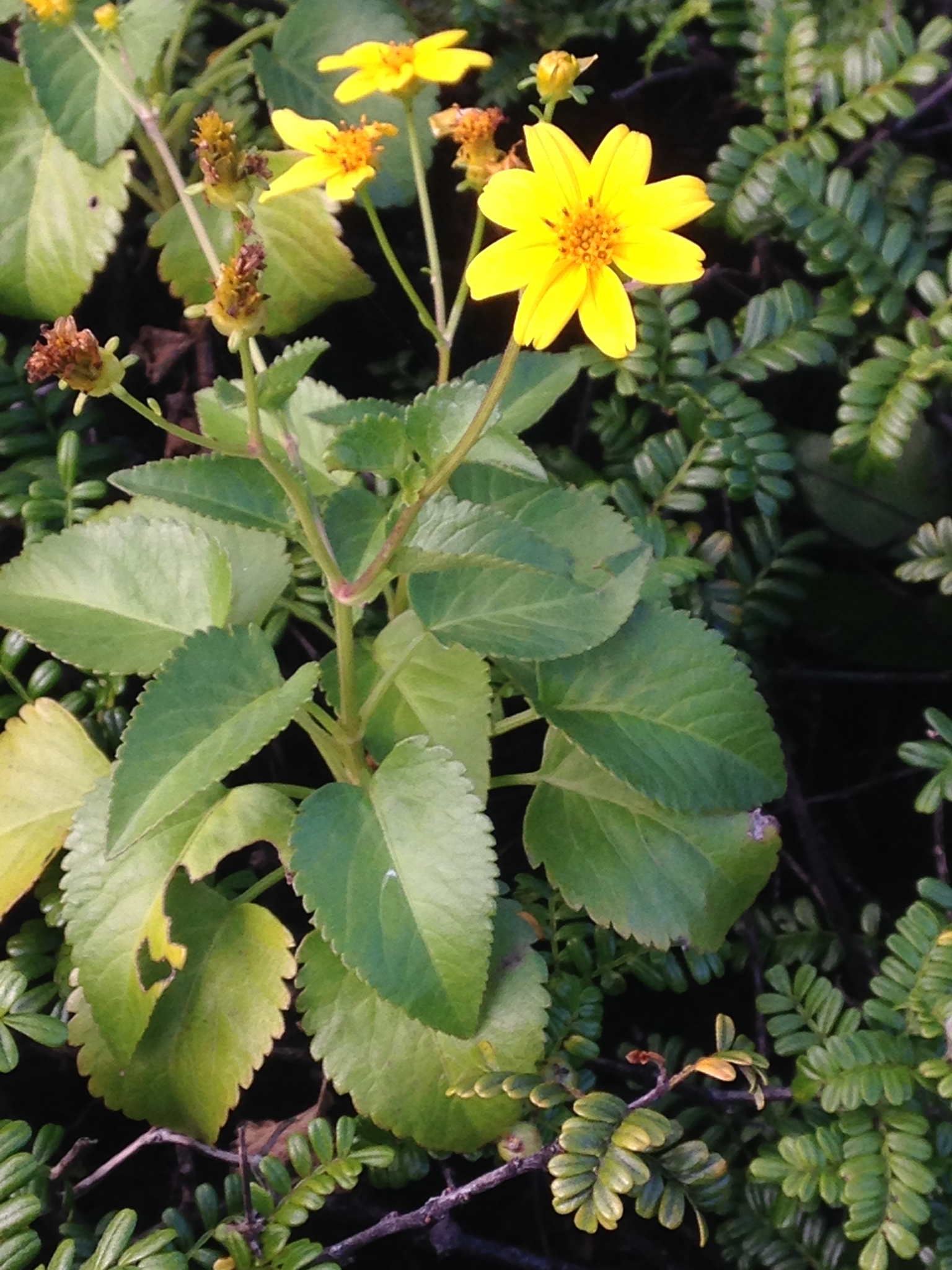 Bidens populifolia