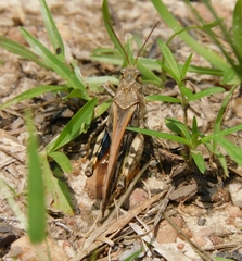 Pardalophora phoenicoptera