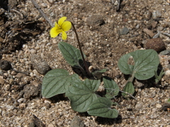 Viola purpurea integrifolia