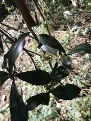 Quintinia sieberi