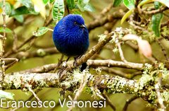 Tit-Like Dacnis photo 2