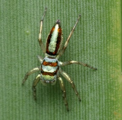 Cosmophasis darwini