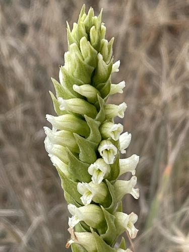 Hooded lady's tresses (Spiranthes romanzoffiana)