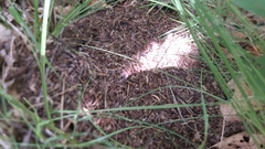 Dolichoderus taschenbergi