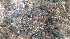 Dolichoderus taschenbergi