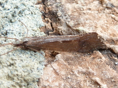Glyphopsyche irrorata