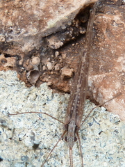 Glyphopsyche irrorata