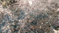 Dolichoderus taschenbergi