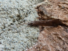 Glyphopsyche irrorata