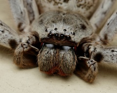 Isopedella conspersa