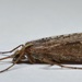Irrorate Northern Caddisfly - Photo (c) Scott Gilmore, some rights reserved (CC BY-NC), uploaded by Scott Gilmore