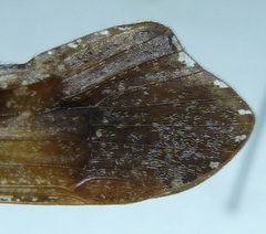 Glyphopsyche irrorata