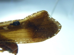 Glyphopsyche irrorata