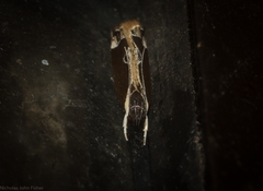 Chaliniastis astrapaea