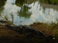 Crocodylus rhombifer
