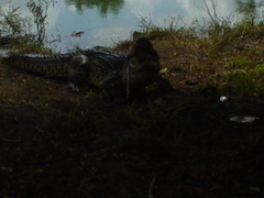 Crocodylus rhombifer
