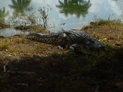 Crocodylus rhombifer