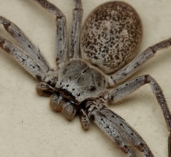 Isopedella conspersa