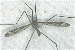 Ptilogyna mathesonae