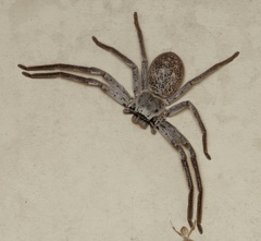 Isopedella conspersa