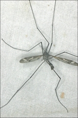 Ptilogyna mathesonae