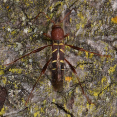 Neoclytus acuminatus