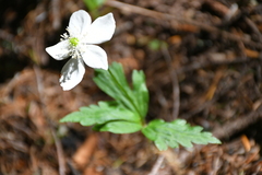 Anemonastrum deltoideum