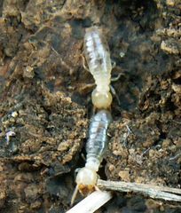 Reticulitermes aegeus