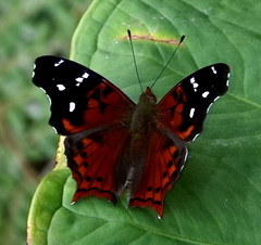 Hypanartia kefersteini