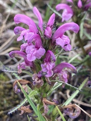 Pedicularis lanata