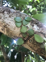 Pyrrosia nummulariifolia