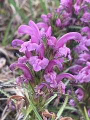 Pedicularis lanata