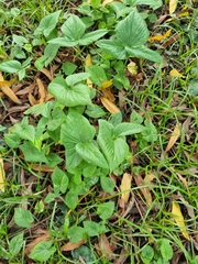 Angiospermae