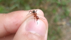 Formica sanguinea