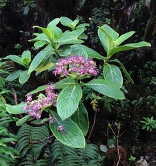 Hydrangea arguta