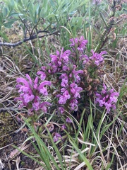 Pedicularis lanata
