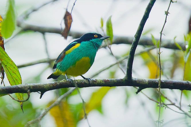 Black-faced Dacnis (birds Of Tambopata) · Inaturalist