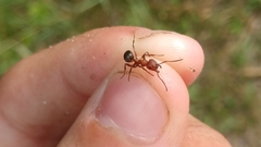 Formica sanguinea