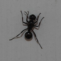 Polyrhachis pilosa