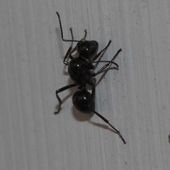 Polyrhachis pilosa