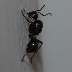 Polyrhachis pilosa