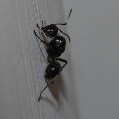 Polyrhachis pilosa