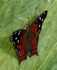 Hypanartia kefersteini