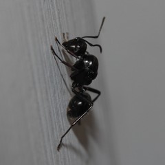 Polyrhachis pilosa