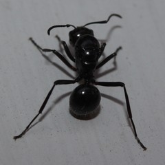 Polyrhachis pilosa