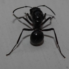 Polyrhachis pilosa