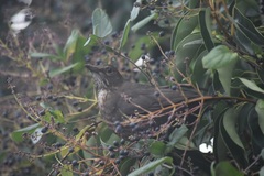 Turdus merula merula