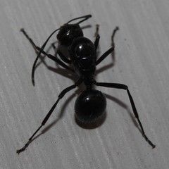Polyrhachis pilosa