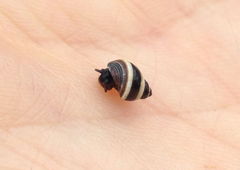 Austrolittorina