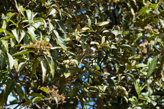 Mecocerculus leucophrys